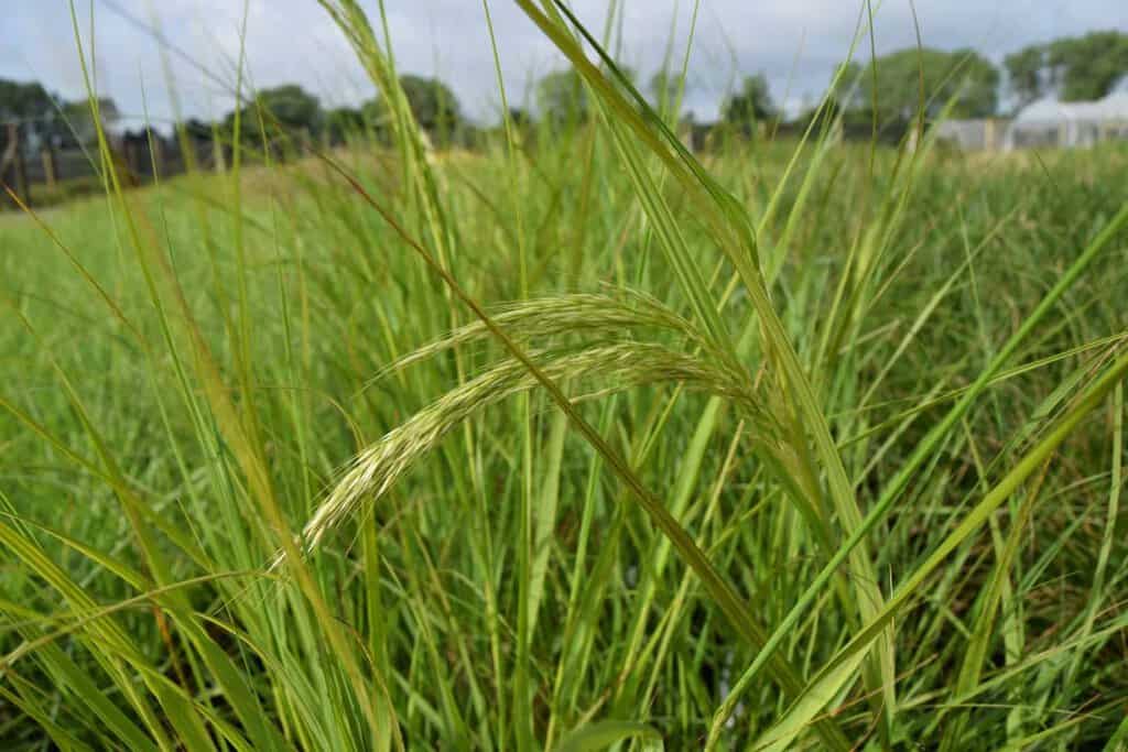 Stipa calamagrostis ---